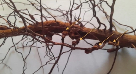 Vitamin C and plant extracts show promise against guava root and stem diseases
