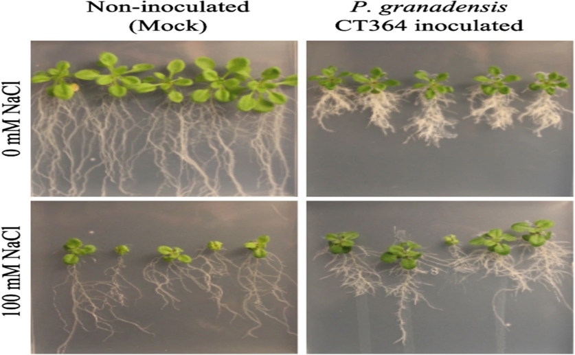 Plant bacteria boost growth and offer clues to better farming
