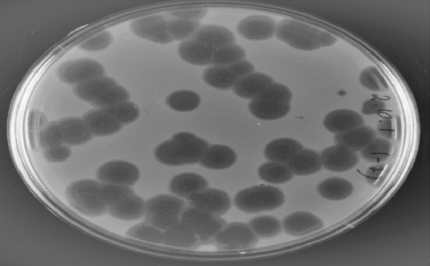 Virus that infects bacteria shows promise for controlling plant disease