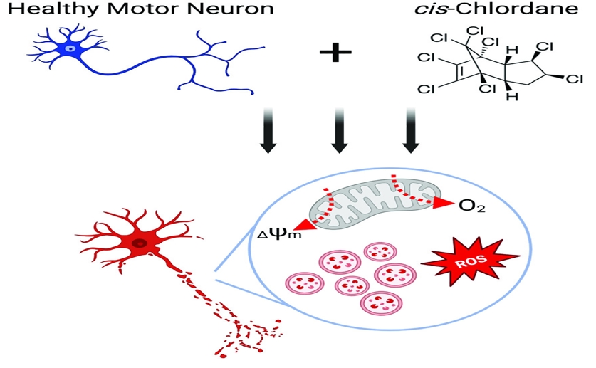 Pesticide exposure linked to energy problems in cells mirroring ALS symptoms