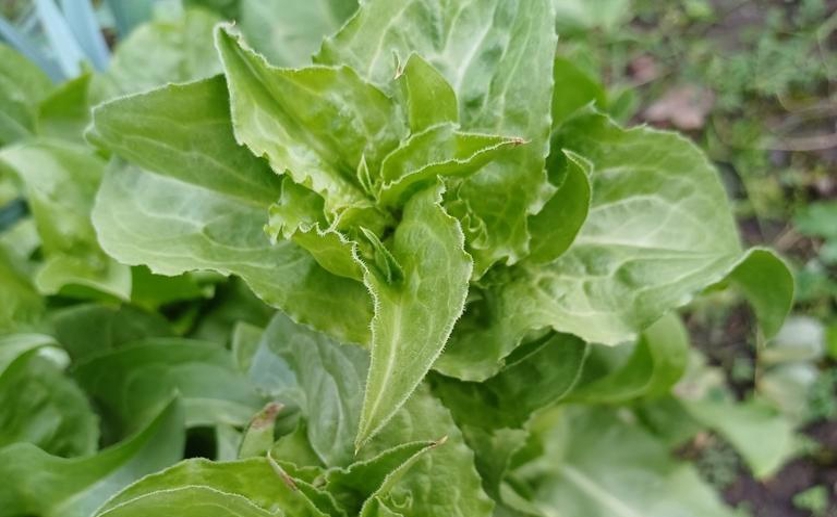 Nanoparticles boost lettuce’s defenses against a common root disease