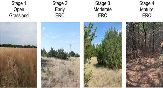 How shrubs and trees affect tick populations on the Great Plains