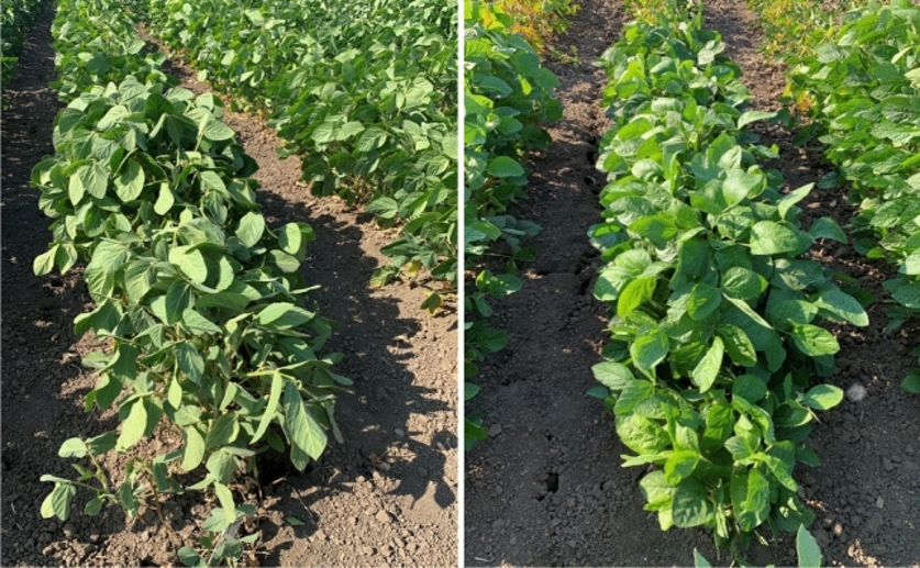 Finding genes linked to drought resistance in soybean using remote sensing