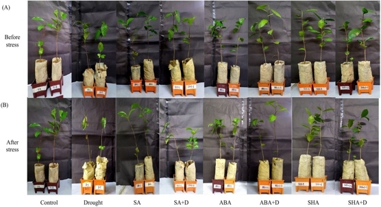 Plant hormones boost tea’s ability to withstand drought stress