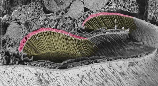 How bee scent glands differ between species and what they do