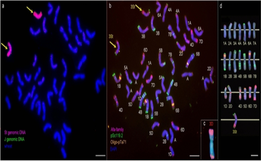 Adding a wheat chromosome boosts drought resistance during flowering