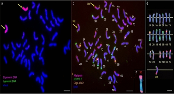 Adding a wheat chromosome boosts drought resistance during flowering