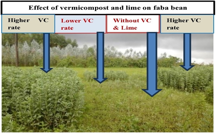 How compost and lime improve bean growth and soil health in acidic conditions
