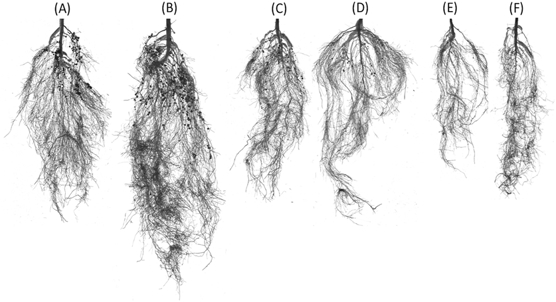 Bacterial compound boosts soybean health and yield during drought