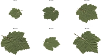 Improved image recognition helps identify different grape leaf varieties