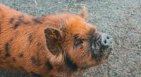 How Different Pig Breeds' Cells Behave in Fat Formation