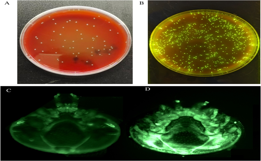 Parasitic mites transmit a lethal bacterium to honey bees