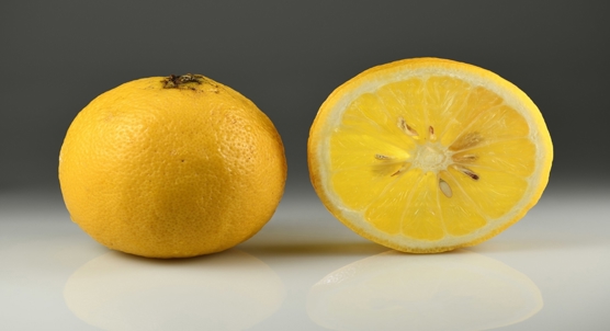 Bergamot leaf extract may protect the heart from damage related to obesity