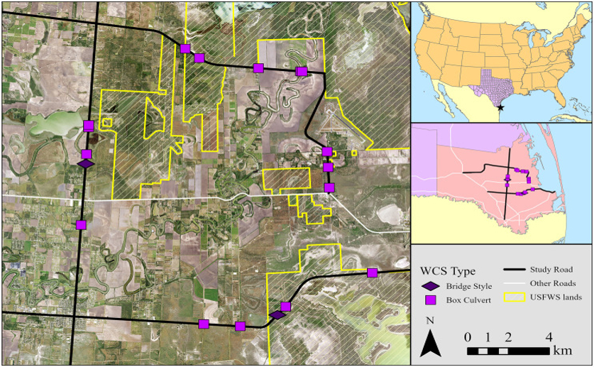 How road crossings affect which species use them