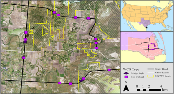 How road crossings affect which species use them
