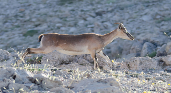 Goat family tree reveals surprising relationships among wild species