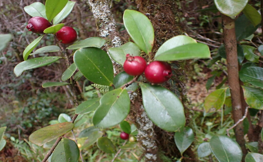 Strawberry guava extract shows promise in laboratory cancer studies