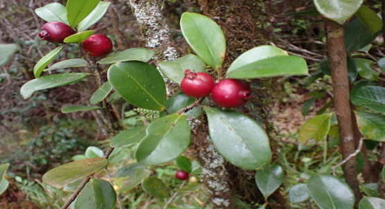 Strawberry guava extract shows promise in laboratory cancer studies
