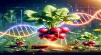 Boosting Nutrient Compounds in Radishes Through Gene Activation