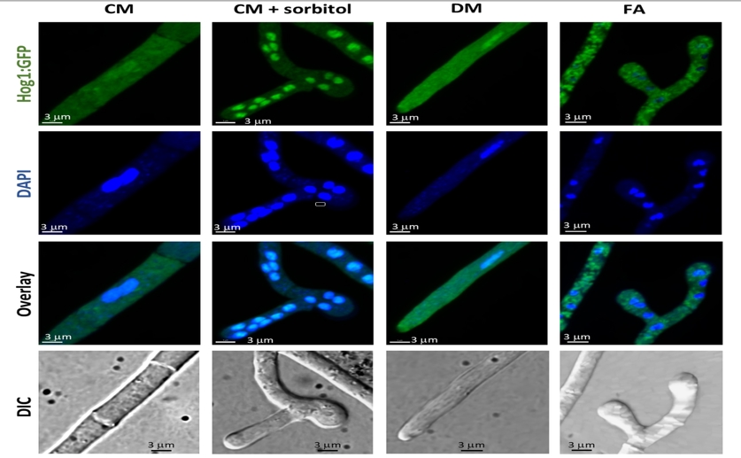 How plant defenses can disable fungal infection pathways