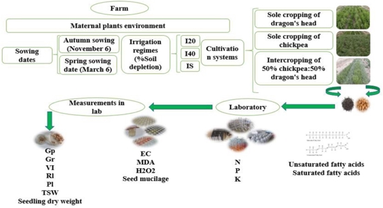 How growing chickpeas with dragon's head impacts seed quality