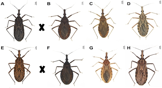 50 Years of Research Reveals How Kissing Bugs Stay Separate Species