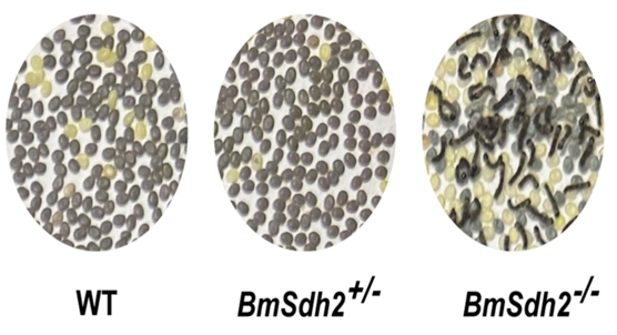 How sugar levels control paused development in silkworm embryos