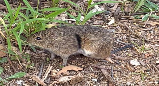 Social interaction boosts brain connections linked to bonding in female voles