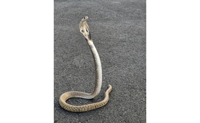 What factors affect how much venom India’s most dangerous snakes produce?