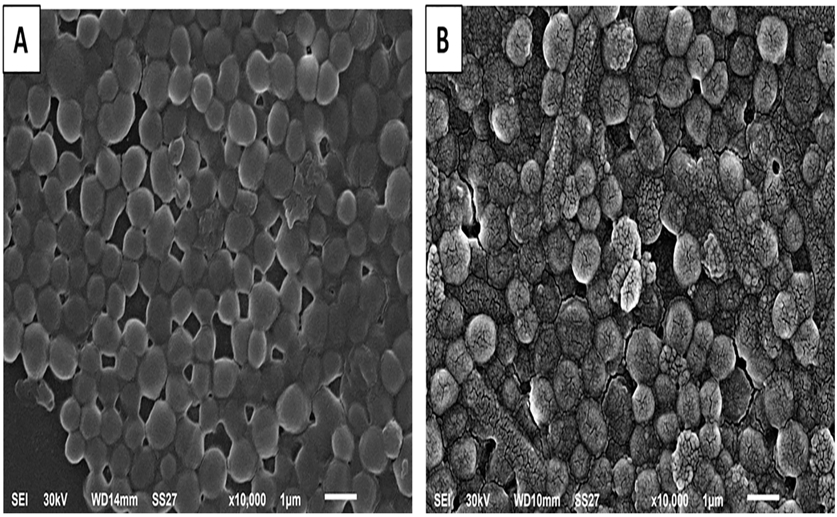 Harmalacidine shows promise against common respiratory infections