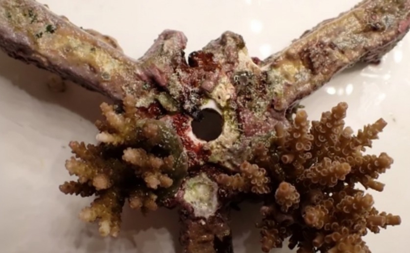 How ocean conditions impact the success of coral restoration efforts