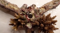 How ocean conditions impact the success of coral restoration efforts