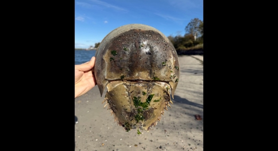 Rising sea levels threaten Florida horseshoe crab breeding grounds