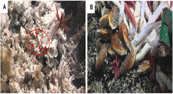 How hot can they handle? Deep-sea creatures and changing ocean temperatures