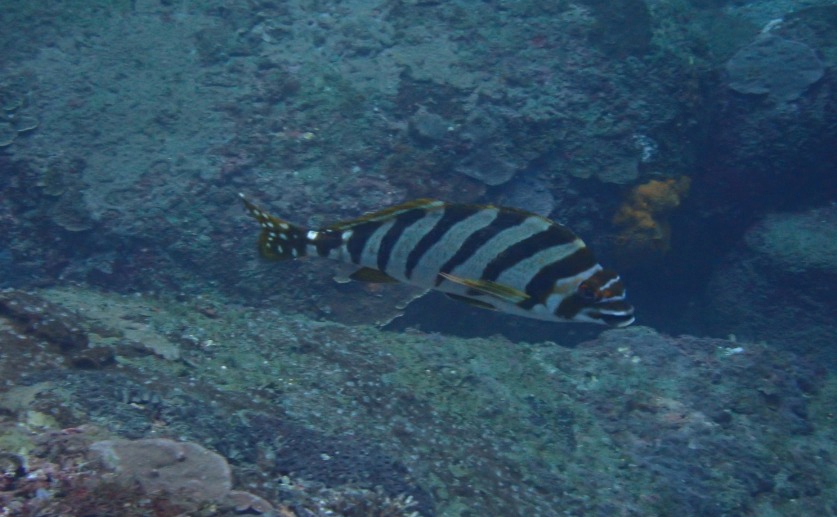 Detailed genetic map created for the Spottedtail morwong