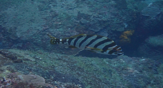 Detailed genetic map created for the Spottedtail morwong
