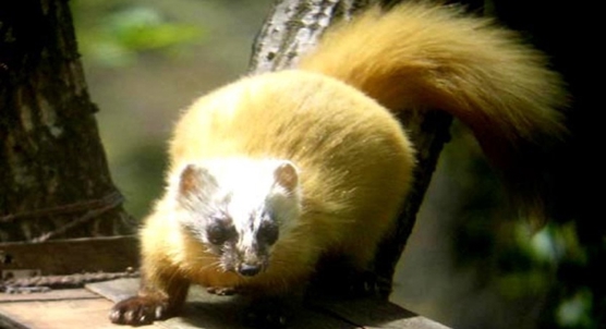 Structure of scent glands in Japanese martens revealed by detailed study