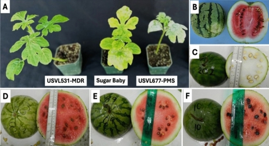 New genetic tools help breed disease-resistant watermelons