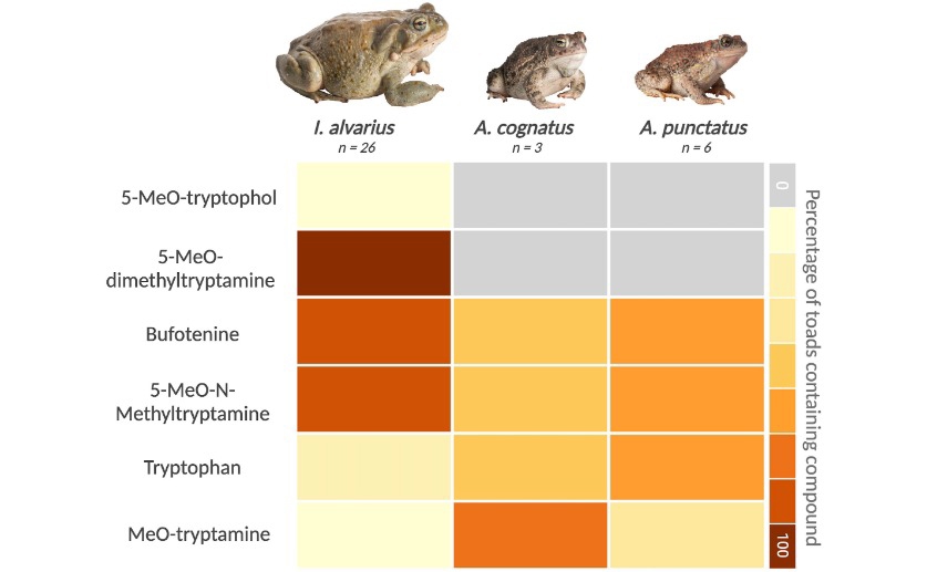What desert toads eat reveals how they stay poisonous