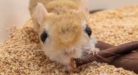 Using computer vision to improve care for desert jerboas with hair loss