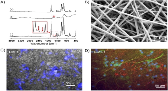 3D scaffolds help brain cells grow and connect in the lab