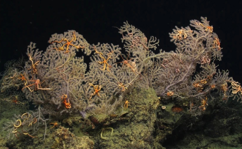 Deep-sea corals thrive alongside bacteria that convert sulfur into energy