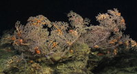 Deep-sea corals thrive alongside bacteria that convert sulfur into energy