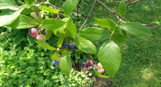 How blueberry genes control healthy fruit development and ripening