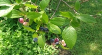 How blueberry genes control healthy fruit development and ripening