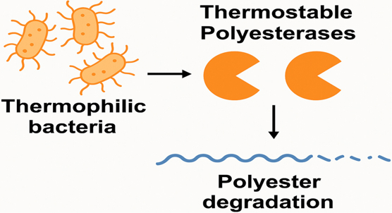 Enzymes from heat-loving bacteria can break down biodegradable plastics