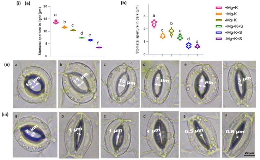 Sodium and magnesium levels linked to salt tolerance in faba beans
