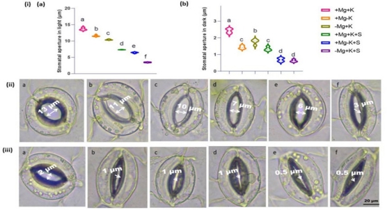 Sodium and magnesium levels linked to salt tolerance in faba beans