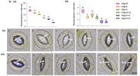 Sodium and magnesium levels linked to salt tolerance in faba beans