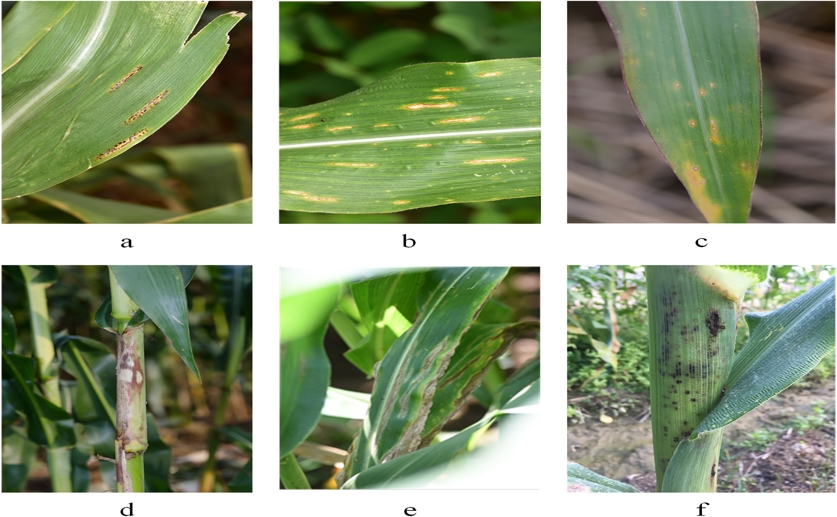 Simple tool quickly spots diseases in corn plants